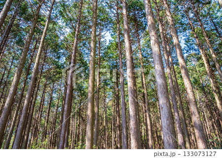 ヒノキの森 133073127