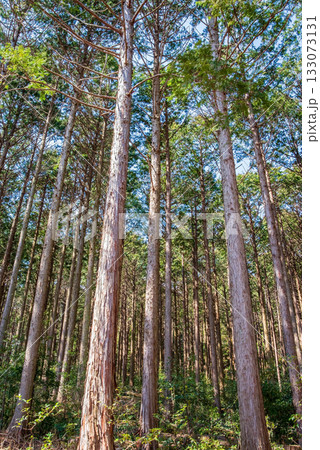 ヒノキの森 ヒノキの森 133073131