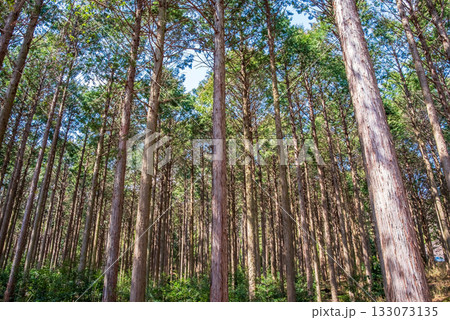 ヒノキの森 ヒノキの森 133073135