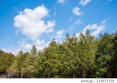 ヒノキの森と爽やかな青空 133073139