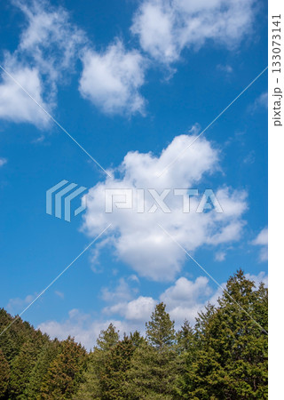 ヒノキの森と爽やかな青空 ヒノキの森と爽やかな青空 133073141