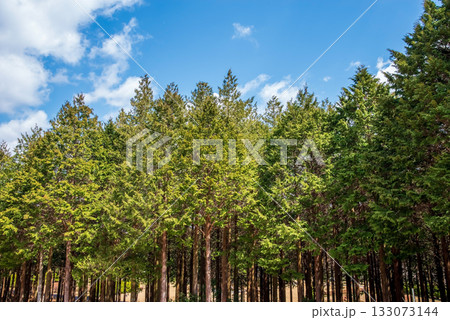 ヒノキの森と爽やかな青空 ヒノキの森と爽やかな青空 133073144
