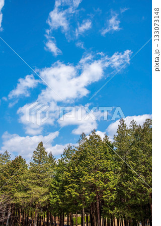 ヒノキの森と爽やかな青空 ヒノキの森と爽やかな青空 133073148