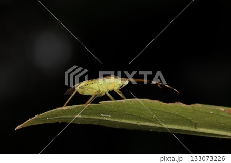 生き物 昆虫 ヘリオオカスミカメ、十月の個体。黒い点々は腹部の気門の場所でしょうか? 生き物 昆虫 ヘリオオカスミカメ、十月の個体。黒い点々は腹部の気門の場所でしょうか? 133073226