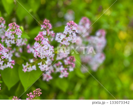Delicate pink lilac blossoms in a lush garden with soft bokeh and bright greenery 133073342