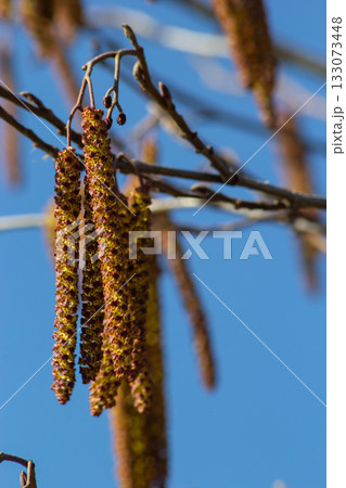 Small branch of black alder Alnus glutinosa with male catkins and female red flowers. Blooming alder in spring beautiful natural background with clear earrings and blurred background 133073448