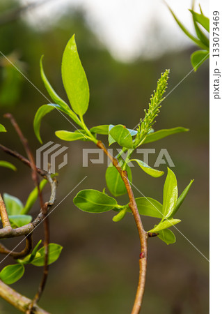 Green Weeping Willow Branches in Detail 133073469