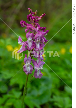 Corydalis blooms in spring in the wild in the forest 133073472