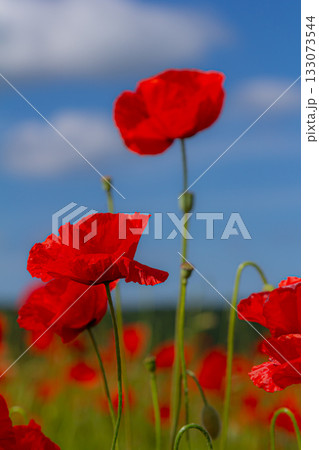 Papaver rhoeas or common poppy, red poppy is an annual herbaceous flowering plant in the poppy family, Papaveraceae, with red petals Papaver rhoeas or common poppy, red poppy is an annual herbaceous flowering plant in the poppy family, Papaveraceae, with red petals 133073544