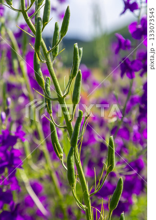 Consolida orientalis. Eastern Larkspur. Bright purple flowers on a green meadow Consolida orientalis. Eastern Larkspur. Bright purple flowers on a green meadow 133073545