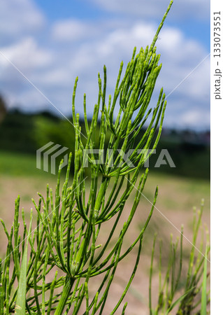 Horsetail field Equisetum arvense grows in the wild 133073551