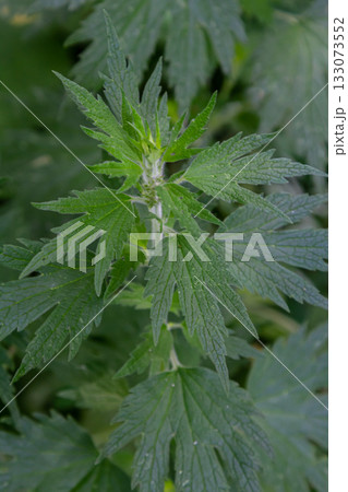 Leonurus cardiaca, known as motherwort. Other common names include throw-wort, lion's ear, and lion's tail. Medicinal plant. Grows in nature Leonurus cardiaca, known as motherwort. Other common names include throw-wort, lion's ear, and lion's tail. Medicinal plant. Grows in nature 133073552