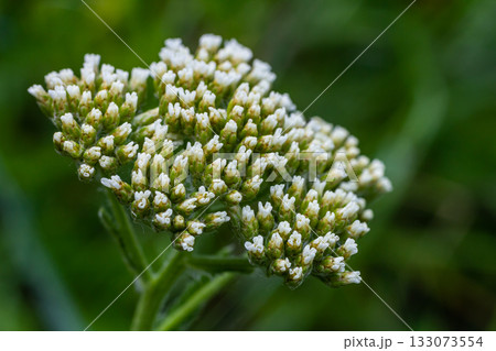 common yarrow achillea millefolium with fly Tachina fera 133073554