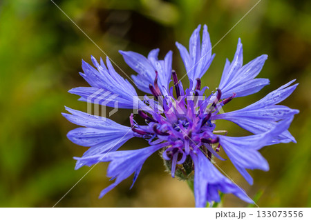 Centaurea cyanus is the common cornflower in our fields 133073556