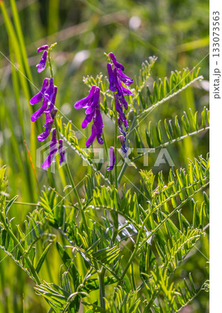 Vetch, vicia cracca valuable honey plant, fodder, and medicinal plant. Fragile purple flowers background. Woolly or Fodder Vetch blossom in spring garden Vetch, vicia cracca valuable honey plant, fodder, and medicinal plant. Fragile purple flowers background. Woolly or Fodder Vetch blossom in spring garden 133073563