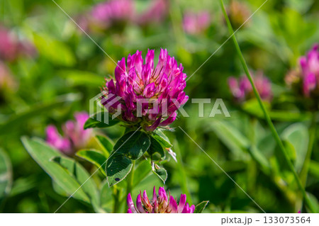 Wild red clover flower isolated Trifolium pratense, with green nature background 133073564