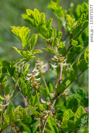 In the spring Chamaecytisus ruthenicus blooms in the wild 133073577