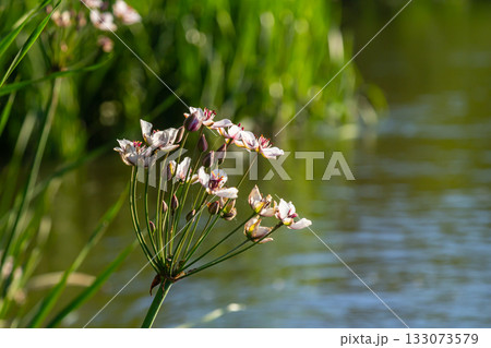 Photo butomus umbellatus flower burchardia, macro photo, forest water lily flower, summer spring, botany, background pink Photo butomus umbellatus flower burchardia, macro photo, forest water lily flower, summer spring, botany, background pink 133073579