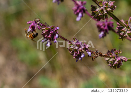 Purple lilac sage - a beautiful ornamental plant in the naturalistic native border in the cottage garden. Salvia verticillata - Purple Rain Purple lilac sage - a beautiful ornamental plant in the naturalistic native border in the cottage garden. Salvia verticillata - Purple Rain 133073589