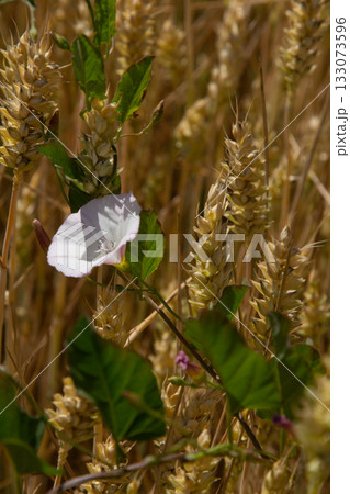 Field bindweed or Convolvulus arvensis European bindweed Creeping Jenny Possession vine herbaceous perennial plant with open and closed white flowers surrounded with dense green leaves 133073596