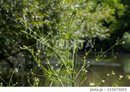 Phreatophyte. American water plantain Alisma plantago-aquatica in swampy-forest river water. Northeast Europe grow on river bank washed away by current, spring water erosion Phreatophyte. American water plantain Alisma plantago-aquatica in swampy-forest river water. Northeast Europe grow on river bank washed away by current, spring water erosion 133073603