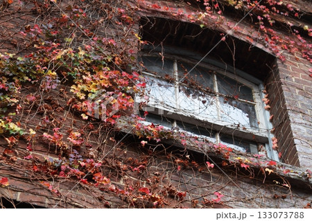 紅葉した蔦 133073788