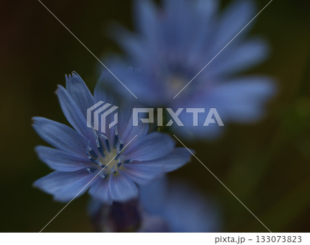 10月に美しく咲いた青いチコリの花 10月に美しく咲いた青いチコリの花 133073823