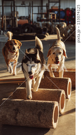 A husky, beagle, and Labrador navigate agility equipment in a spacious training hall. They engage in playful activities that promote fitness and bonding among the dogs 133074125