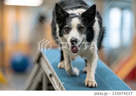 Border collie confidently walks up an agility ramp, showcasing its recovery progress. The pet wears a prosthetic leg, highlighting dedication to fitness and therapy in a training facility 133074227