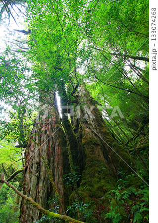 屋久島の森の風景:苔むす母子杉2 屋久島の森の風景:苔むす母子杉2 133074268