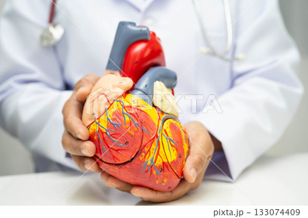 Cardiovascular disease CVD, doctor with heart human model anatomy for treatment patient in hospital. Cardiovascular disease CVD, doctor with heart human model anatomy for treatment patient in hospital. 133074409