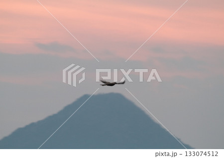 朝焼けの空を飛ぶトンビ 133074512