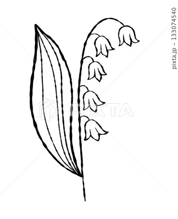 Outline lily of the Valley. May Spring Flower. Textured Hand-drawn. Vector illustration. Not AI . Outline lily of the Valley. May Spring Flower. Textured Hand-drawn. Vector illustration. Not AI . 133074540