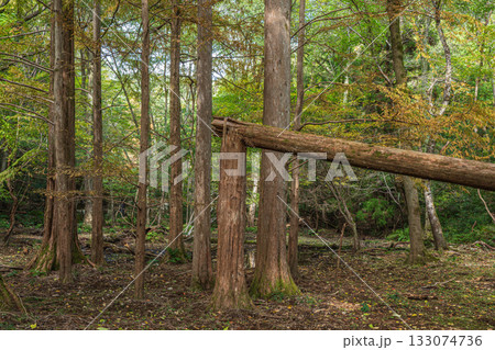 秋の森の情景　京都市山科区 133074736