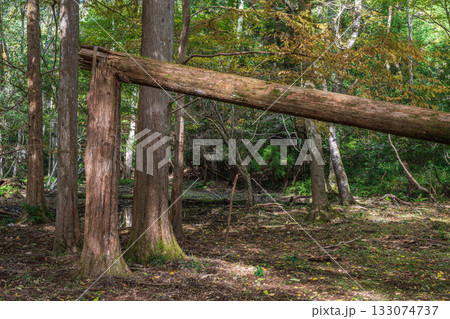 秋の森の情景　京都市山科区 133074737