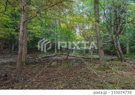 秋の森の情景　京都市山科区 133074739