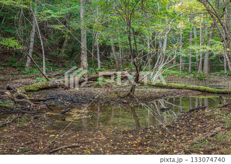 秋の森の情景　京都市山科区 133074740