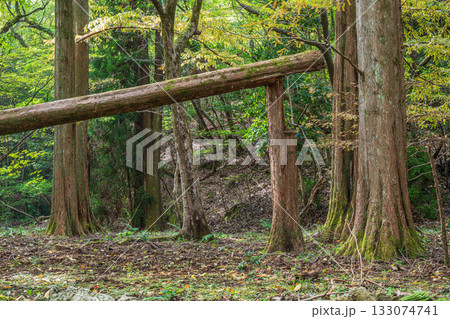 秋の森の情景　京都市山科区 133074741