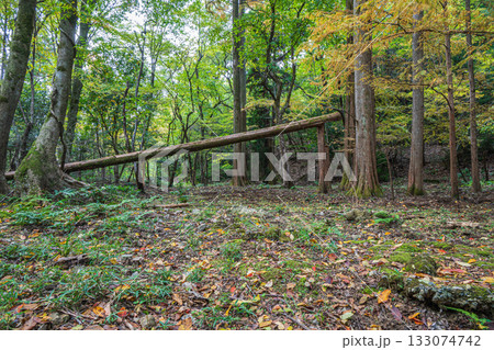秋の森の情景 京都市山科区 秋の森の情景 京都市山科区 133074742