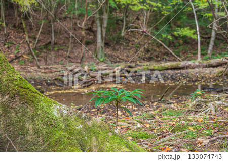 秋の森の情景　京都市山科区 133074743