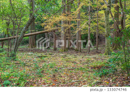 秋の森の情景　京都市山科区 133074746