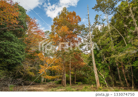 秋の森の情景 京都市山科区 秋の森の情景 京都市山科区 133074750