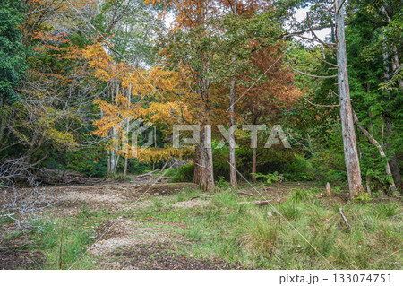 秋の森の情景　京都市山科区 133074751