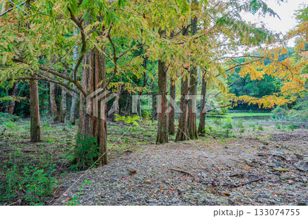 秋の森の情景　京都市山科区 133074755
