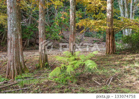 秋の森の情景　京都市山科区 133074758