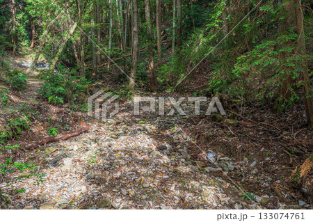 秋の森の情景　京都市山科区 133074761