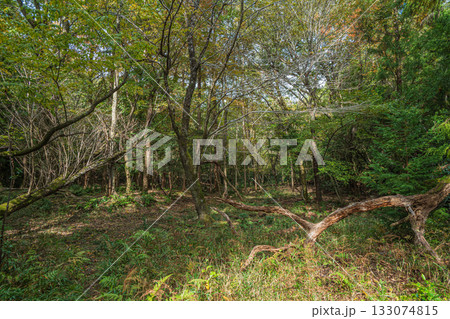秋の森の情景　京都市山科区 133074815