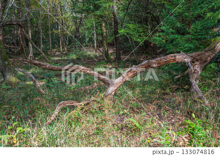秋の森の情景　京都市山科区 133074816