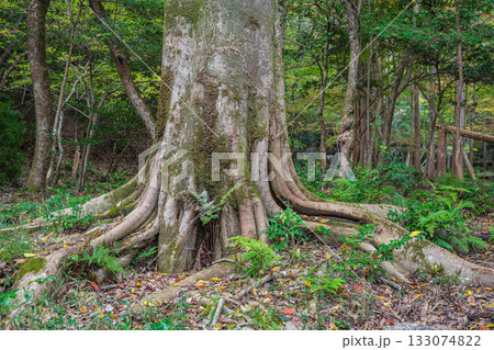 秋の森の情景　京都市山科区 133074822