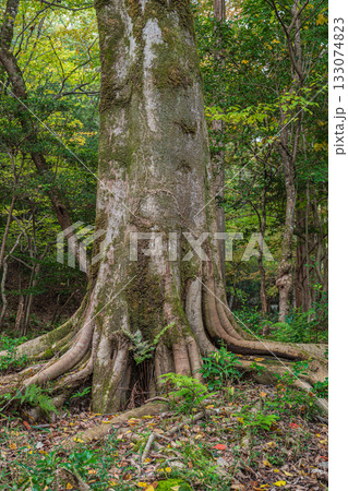 秋の森の情景 京都市山科区 秋の森の情景 京都市山科区 133074823